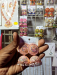 Stylish Jhumka For Girl's